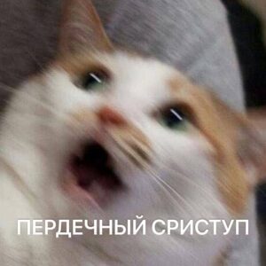 Россияне стали чаще доводить собак и кошек до сердечного приступа своими криками
