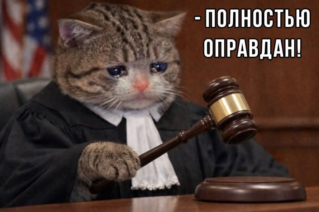 Москвич решил подать на банкротство после лечения 19-летнего кота