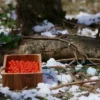 A hidden stash of red caviar in a remote forest clearing in Khabarovsk Krai, Russia, surrounded by pine trees and snow-covered ground, with a weathered wooden box partially open revealing bright red caviar, realistic lighting, natural textures, no text or symbols on the caviar container