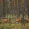 A serene forest scene in Yaroslavl showing deer and other wildlife gently grazing near a wooden fence, with soft sunlight filtering through tall pine trees, captured in a natural, realistic style that emphasizes the peaceful coexistence between humans and forest animals