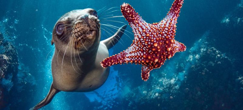 «Защита океана – это глобальная ответственность»: в Ницце завершилась конференция ООН